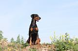 DOBERMANN 660